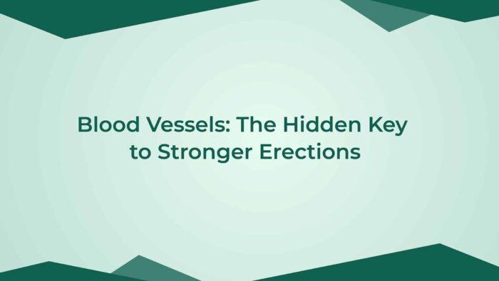Blood Vessels The Hidden Key To Stronger Erections
