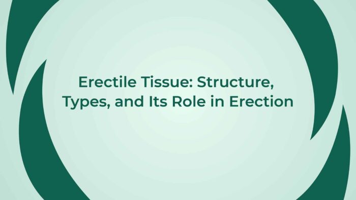 Erectile Tissue Structure Types And Its Role In Erection