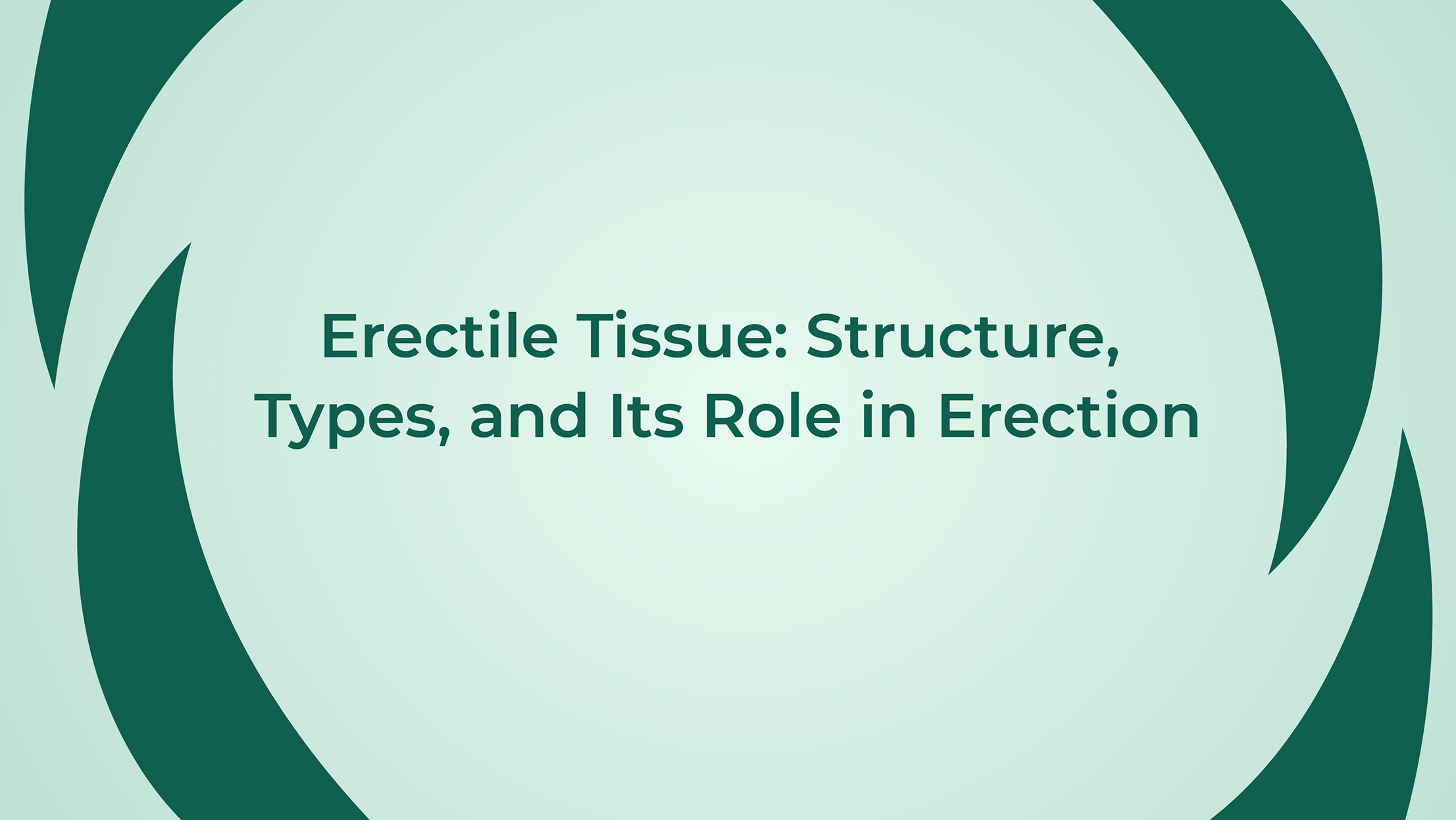 Erectile Tissue Structure Types And Its Role In Erection