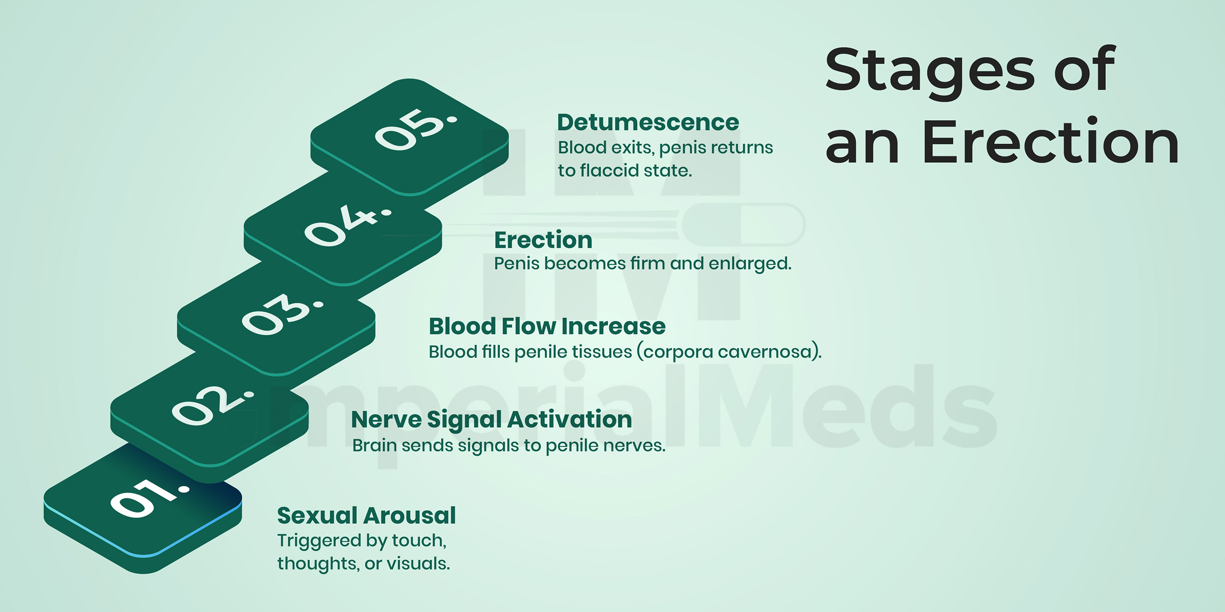 Stages Of An Erection Visual Guide