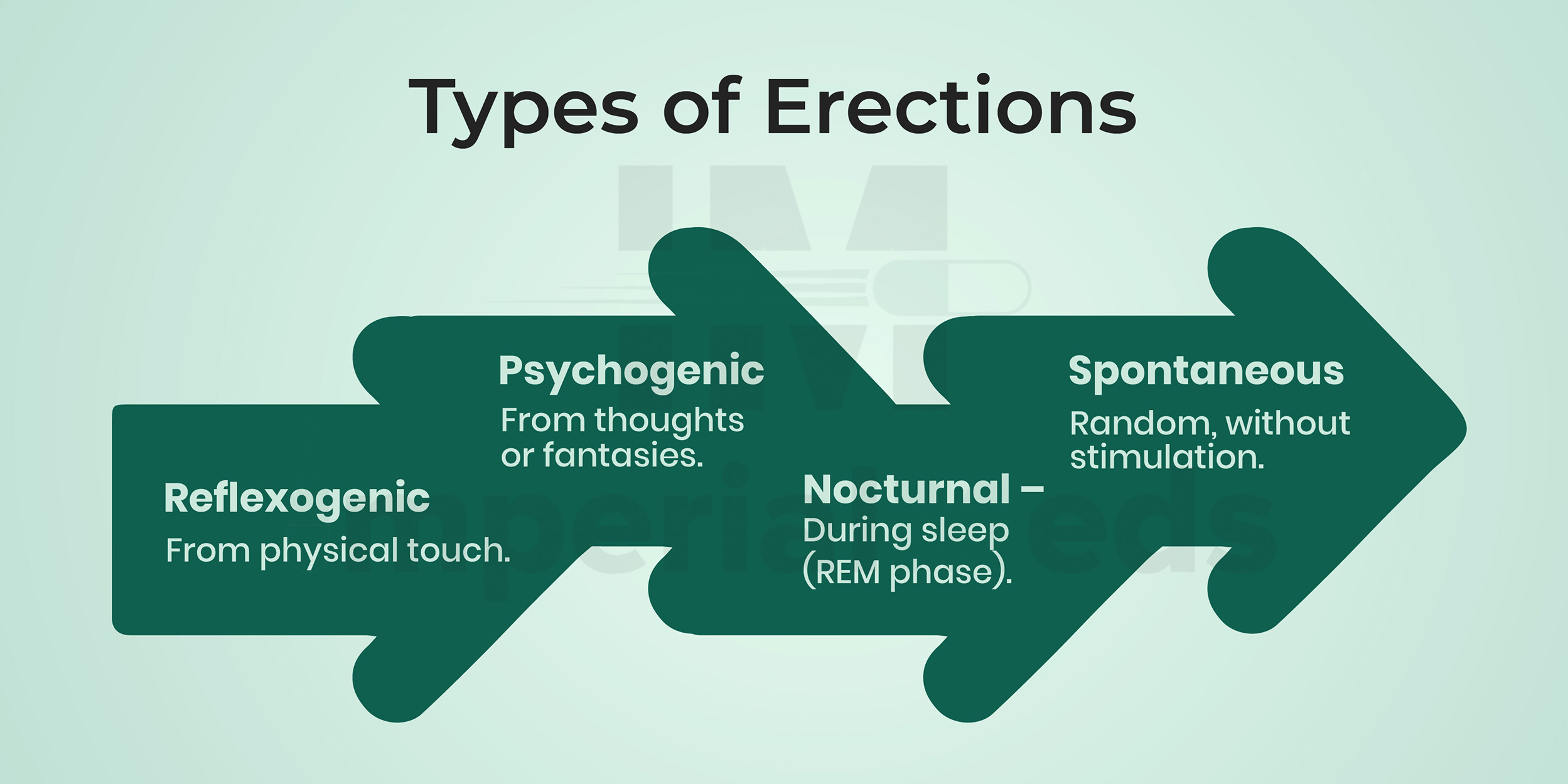 Types Of Erections Visual Guide